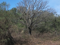 anobello-01042012 059